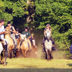 brandsport_bosritpaarden-02